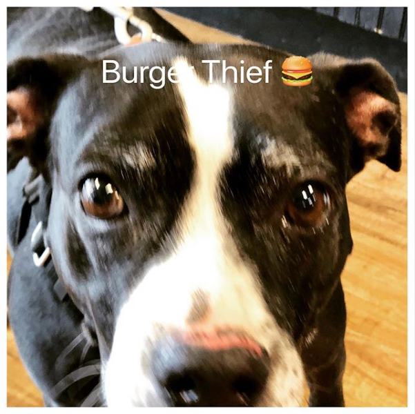 HappyHowiesInc's tweet photo. #earthwisepetsupply #happyhowies
( #📷 @earthwisepetpc )
#treats #dogtreats #trainerpreferred #allnatural #madeinusa #picoftheday #dogoftheday #treatsgalore #dog #repost #burger #burgerthief #wanted #dogcriminal https://t.co/SXJSfxpIWe