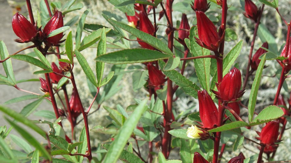 flakyOyewole's tweet photo. Still about my #UTERCposter2020 #UTERCHealth  Hibiscus sabdariffa plant, image by Invertzoo - Own work, CC BY-SA 4.0, https://t.co/oLBd1lAz0L https://t.co/gk5incNOus