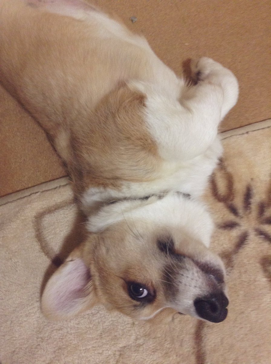 ট ইট র 西田理英 はい 動物のお医者さん のゴムパッキン ぷよぷよ触るのですが嫌そうな顔されますよね