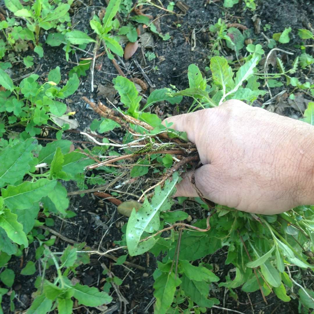 Thursday night social-distanced  weeding party

If you have an hour or so Thursday, June 11th at 7:00 p.m., come out to the club and pull some weeds and help get the club looking in top form. Plenty of flower beds so we can spread out to follow appropriate social distancing.