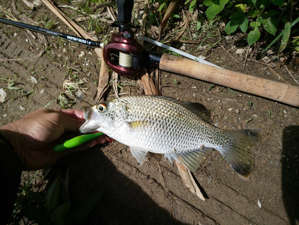 スキッターポップ