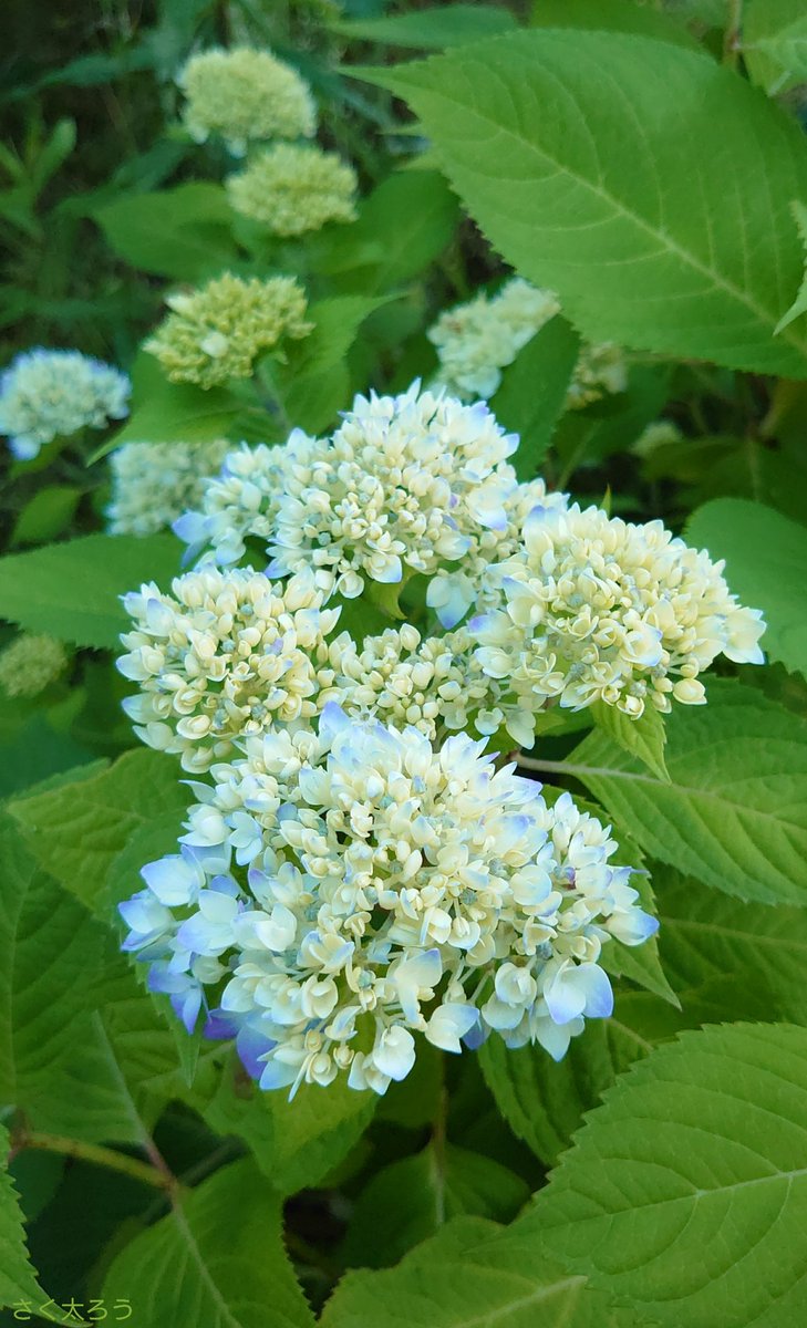 さく太ろう 男装 ８月の 庭 Mygarden の アジサイ 霧島の恵 です 花を少し切らないで残して色の変化を楽しんでます 庭さく花 ガーデニング Gardening スマホ写真 花写真 花 Flower 花のある暮らし 花のある生活 あじさい 紫陽花