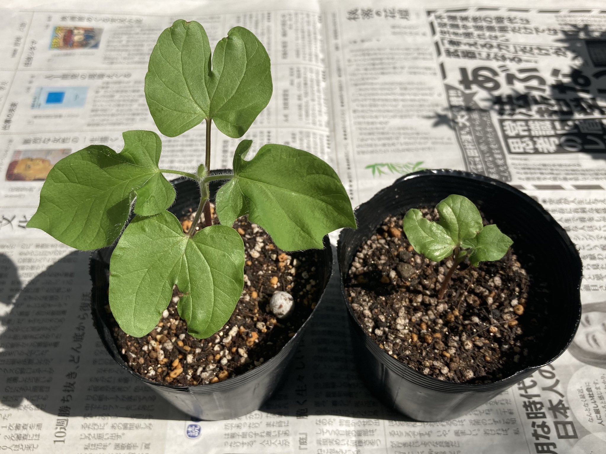 Ushigomekko 日曜日 午前中の晴れ間に11本中10本を本鉢に植え替えました 結局らせん作り6鉢 行灯作り 2本植え 2鉢の計8鉢にした 急に見た目がそれっぽくなって嬉しい 問題は一番小さいの どうしようか悩み中 42日目 朝顔 朝顔観察日記