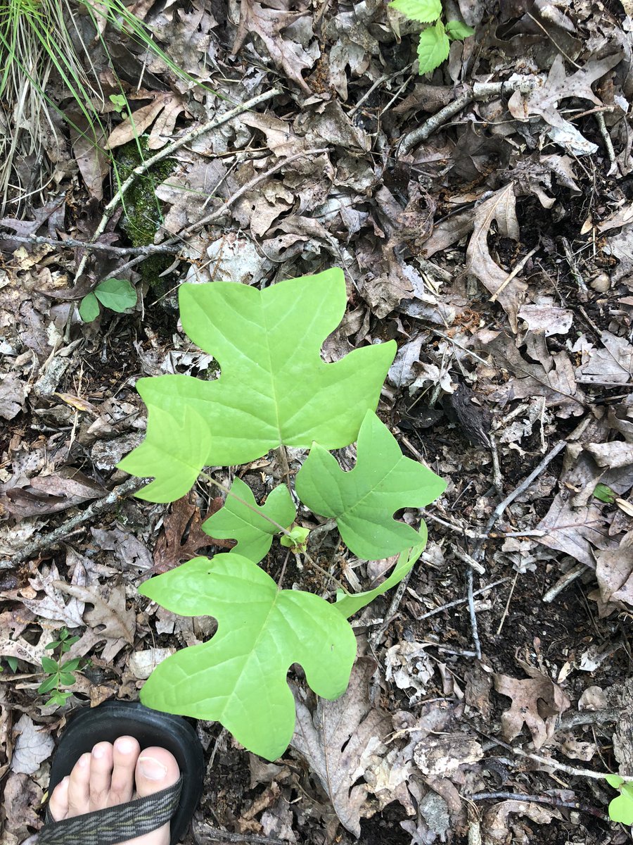 treesrtheanswr's tweet photo. Happy Tree Hugger Tuesday! Spring is transitioning into summer &amp; those saplings will be growing quickly. One of my favorite saplings is the Tulip Tree (Liriodendron tulipifera) because it looks like it is giving you a high five 🤚#treehuggertuesday #treehugger  #moretreesplease https://t.co/XpNfqpbSvj