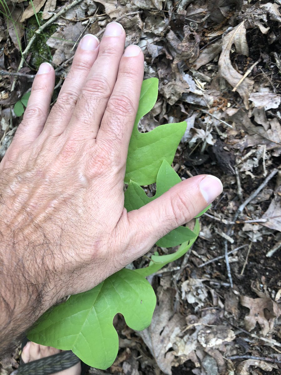 treesrtheanswr's tweet photo. Happy Tree Hugger Tuesday! Spring is transitioning into summer &amp; those saplings will be growing quickly. One of my favorite saplings is the Tulip Tree (Liriodendron tulipifera) because it looks like it is giving you a high five 🤚#treehuggertuesday #treehugger  #moretreesplease https://t.co/XpNfqpbSvj