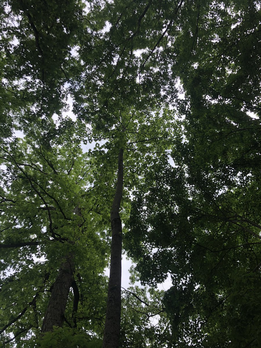 treesrtheanswr's tweet photo. Happy Tree Hugger Tuesday! Spring is transitioning into summer &amp; those saplings will be growing quickly. One of my favorite saplings is the Tulip Tree (Liriodendron tulipifera) because it looks like it is giving you a high five 🤚#treehuggertuesday #treehugger  #moretreesplease https://t.co/XpNfqpbSvj