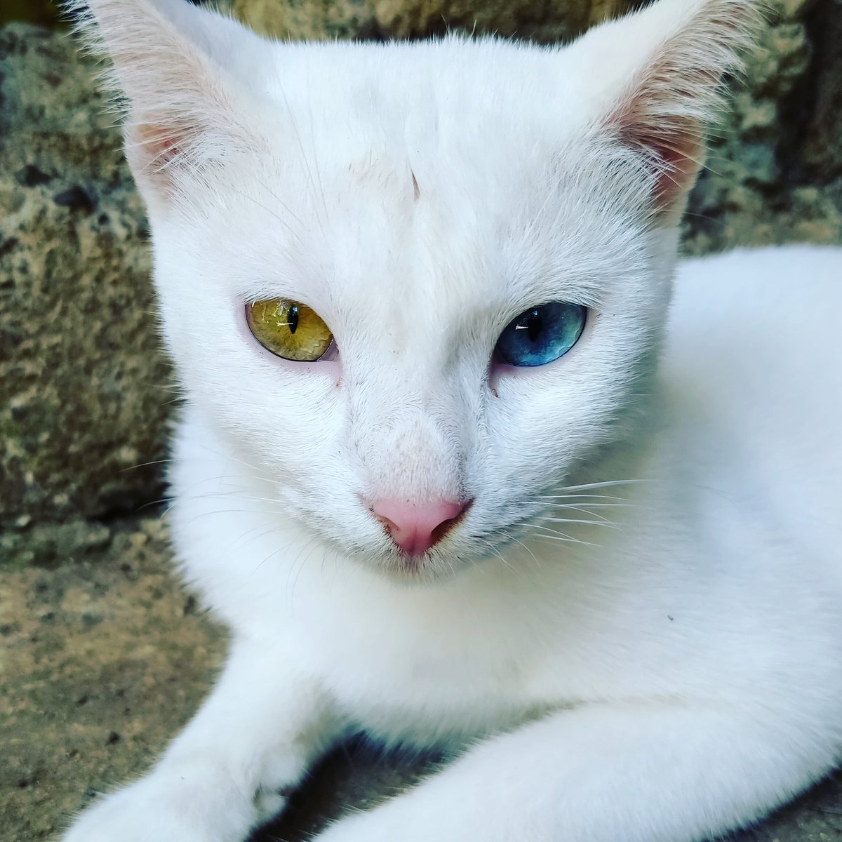 14_shiyon's tweet photo. Meet my cat Maymay💖

I feel like he's looking right into my soul in this pic🥺 https://t.co/R4M7bsiio3
