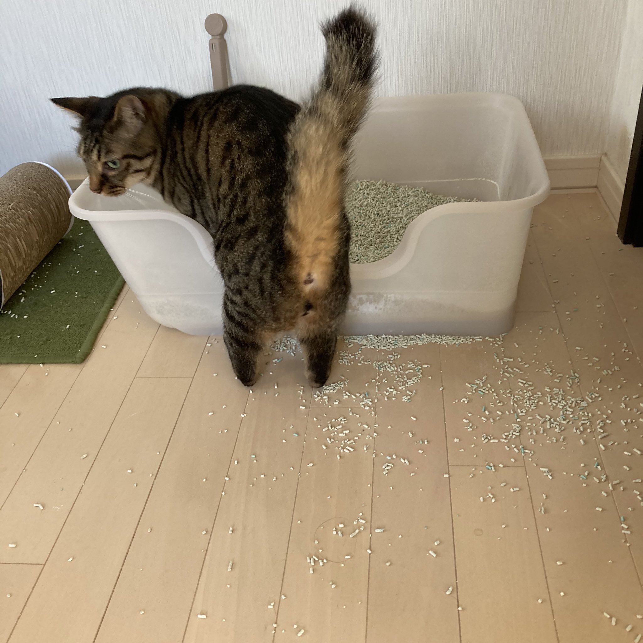 ミロルナ ボブコ 獣医師開発猫トイレ モニター中です 使い始めて1ヶ月半で ダントツ人気のトイレになりました トイレ 砂が飛び散りにくいトイレってことですが ルナはこの方向に砂をかくから 毎日すごいよ 元気に とオシッコ出してくれるのが一番 ミロルナ ボブコ 獣医師開発猫トイレ モニター中です 使い始めて1ヶ月半で ダントツ人気のトイレになりました トイレ 砂が飛び散りにくいトイレってことですが ルナはこの方向に砂をかくから 毎日すごいよ 元気に とオシッコ出してくれるのが一番