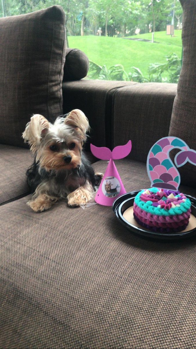 MarielaMartinS's tweet photo. Mi hermana tuvo su primera piñata de perritos jajajajaja #semamut https://t.co/EdjNzsJNbI