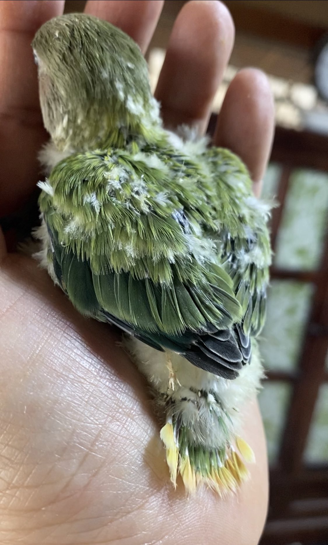 コザクラインコ里親募集 Twitter Search Twitter
