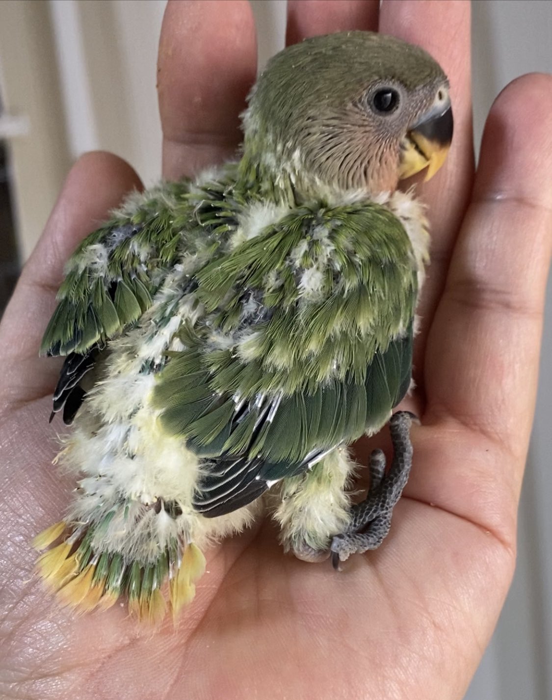 コザクラインコ里親募集 Twitter Search Twitter