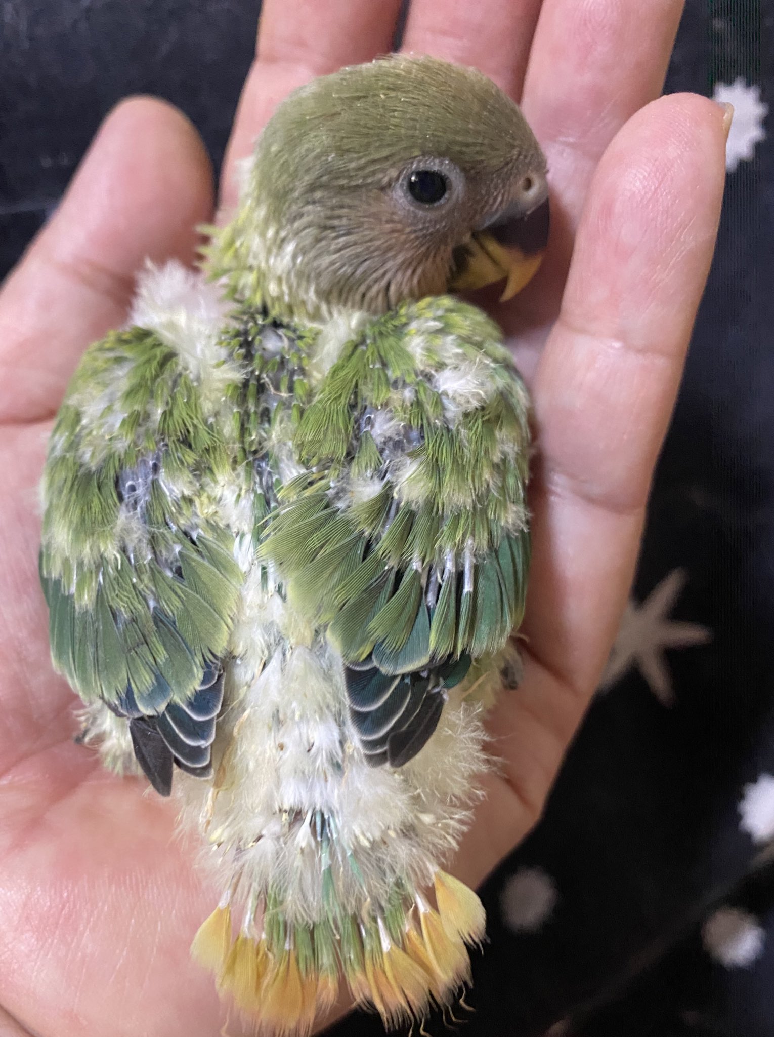 コザクラインコ里親募集 Twitter Search Twitter
