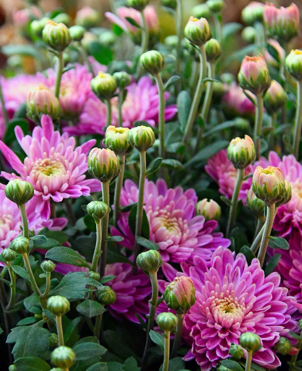 #WhatILearnedOnlineToday

How to spell chrysanthemum.
