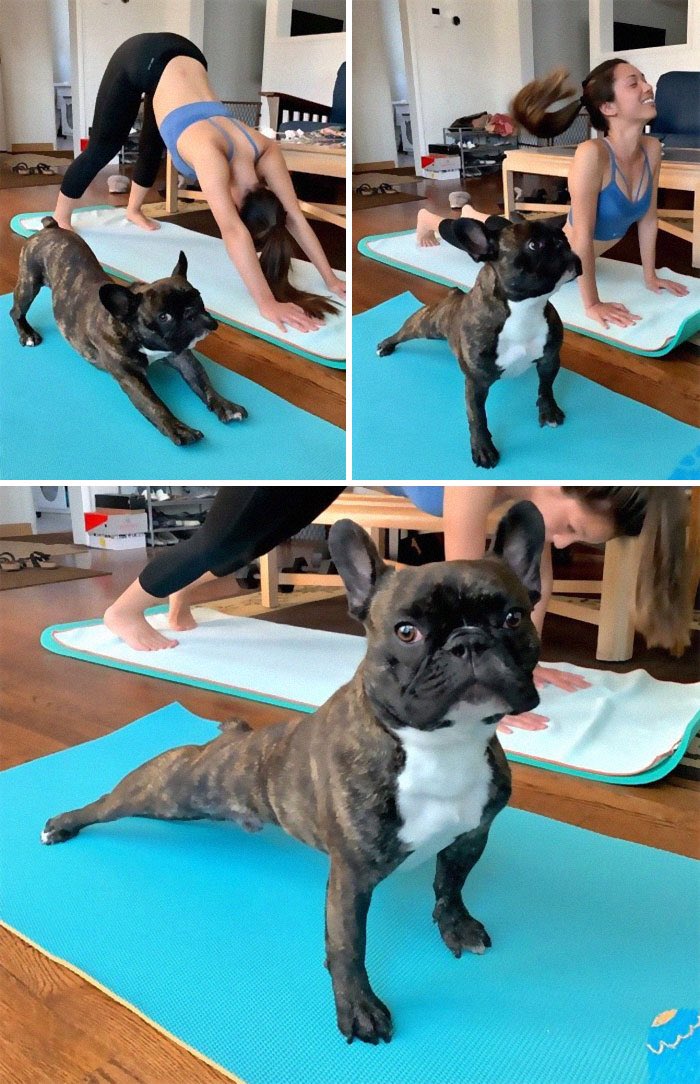 Dog yoga exists #WhatILearnedOnlineToday