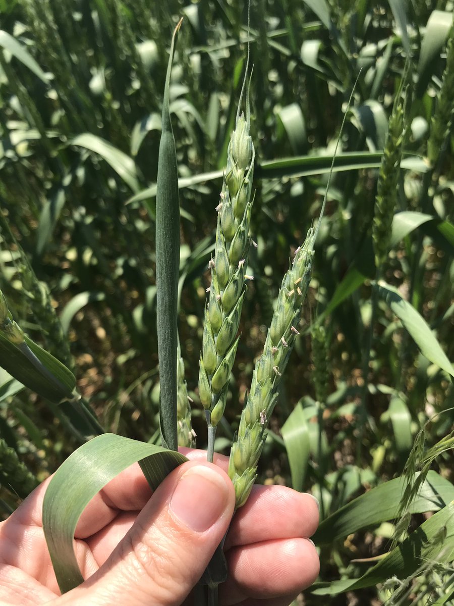 tco_agromart's tweet photo. What time is it?? T3 Caramba Time!!! Fungicide application is well underway in Northumberland , get boots in the field don’t miss the application window. #scouting2020 #basf @nicolebeechey #bootsinthefeild #wecarehowyougrow https://t.co/JkPfoTugiM