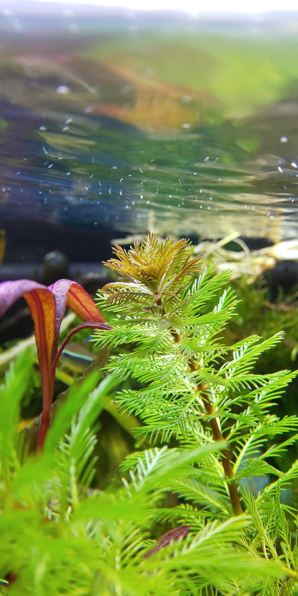 オレンジミリオフィラム Twitter પર હ શટ ગ