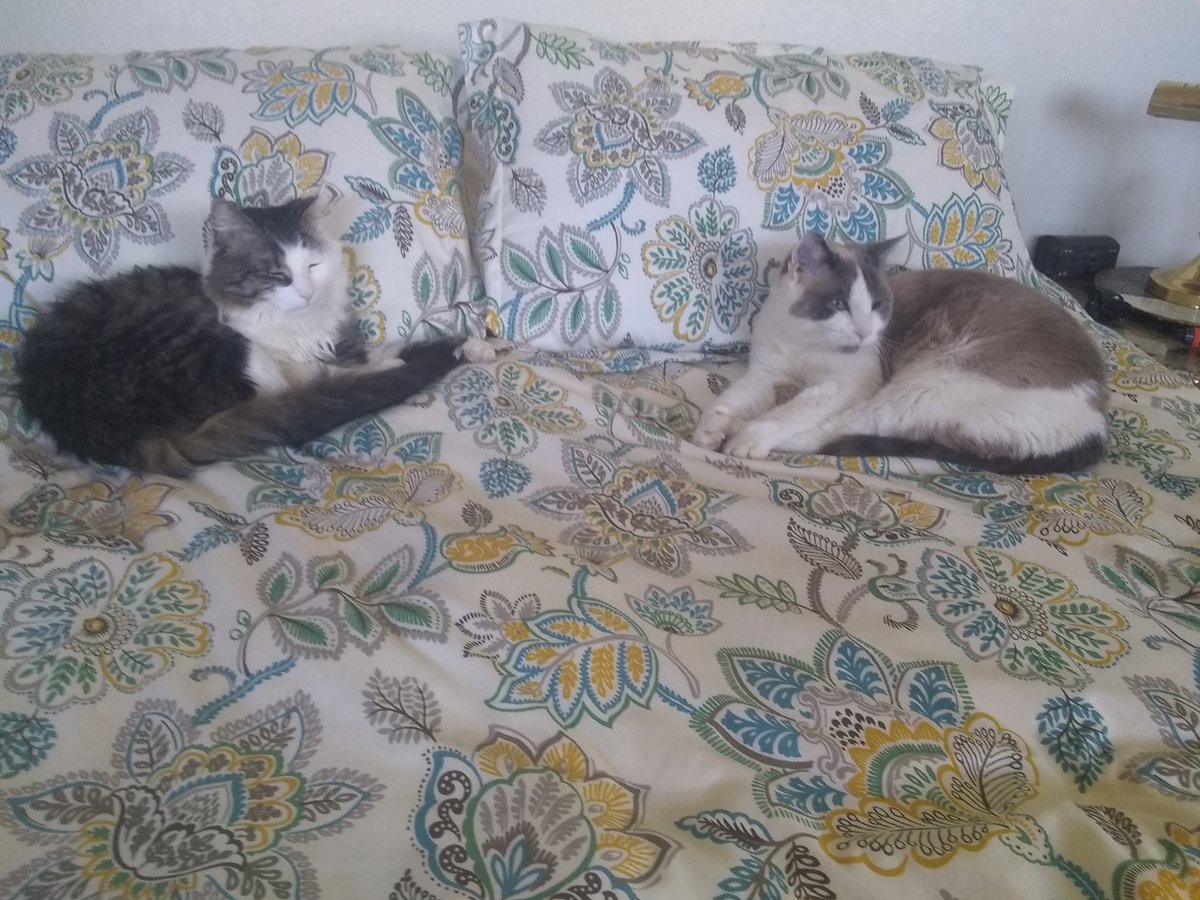 HowToCatLady's tweet image. Such satisfying symmetry... Maya and Charlie lounging away ❤️
#cats #CatsOfTwitter #kittycat