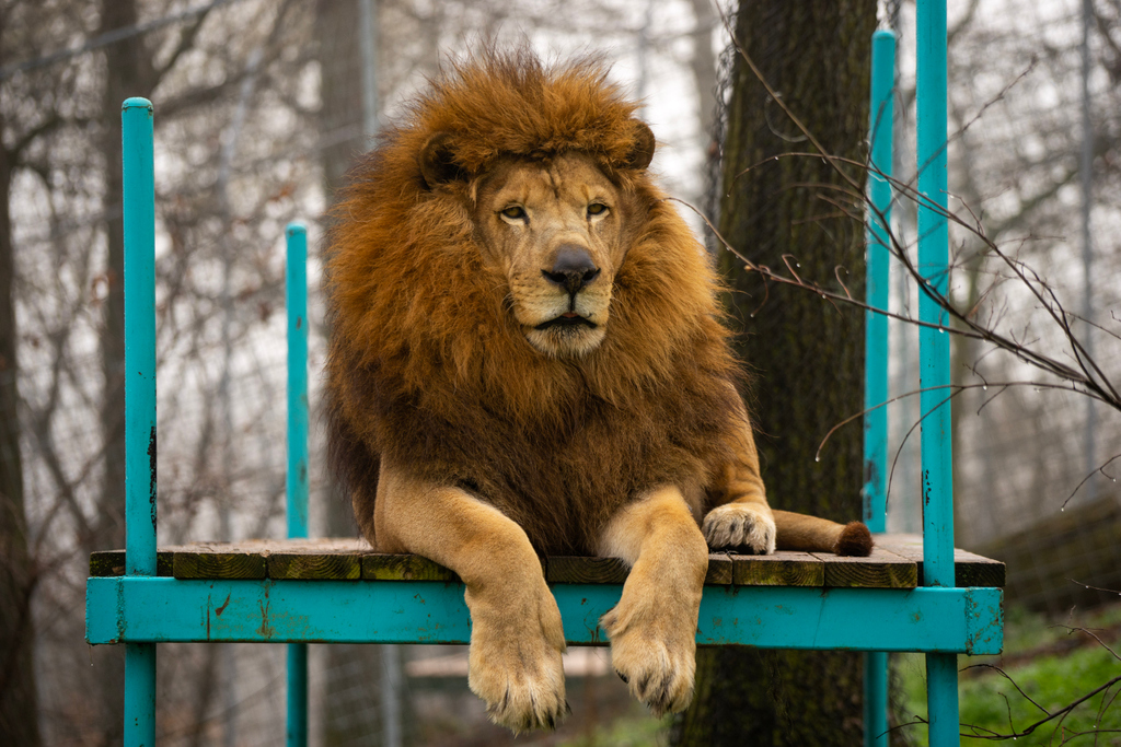 turpentinecreek's tweet photo. Tsavo the lion was already named when he was rescued. Does anyone know the significance if his name? 🤔 https://t.co/GYF0lMfhCo
