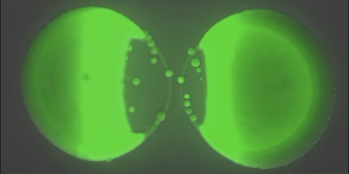 Bacteria Will Commit Mass Suicide to Spare Their Colony | "The sheer number of bacteria that died in these attacks was very surprising," said Dr. Elisa Granato. buff.ly/30nWhTT