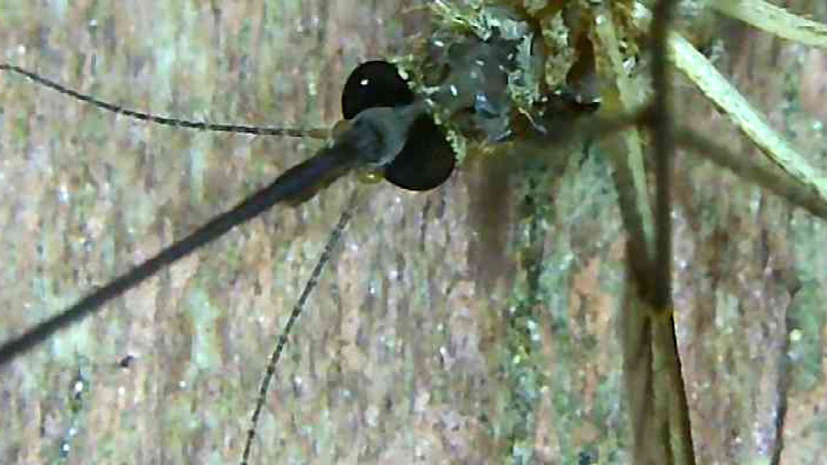 SheriHincks's tweet photo. More wireless microscope views... #dragonfly #mosquito #portableMicroscope #SkyBasic https://t.co/g2P2bxD403