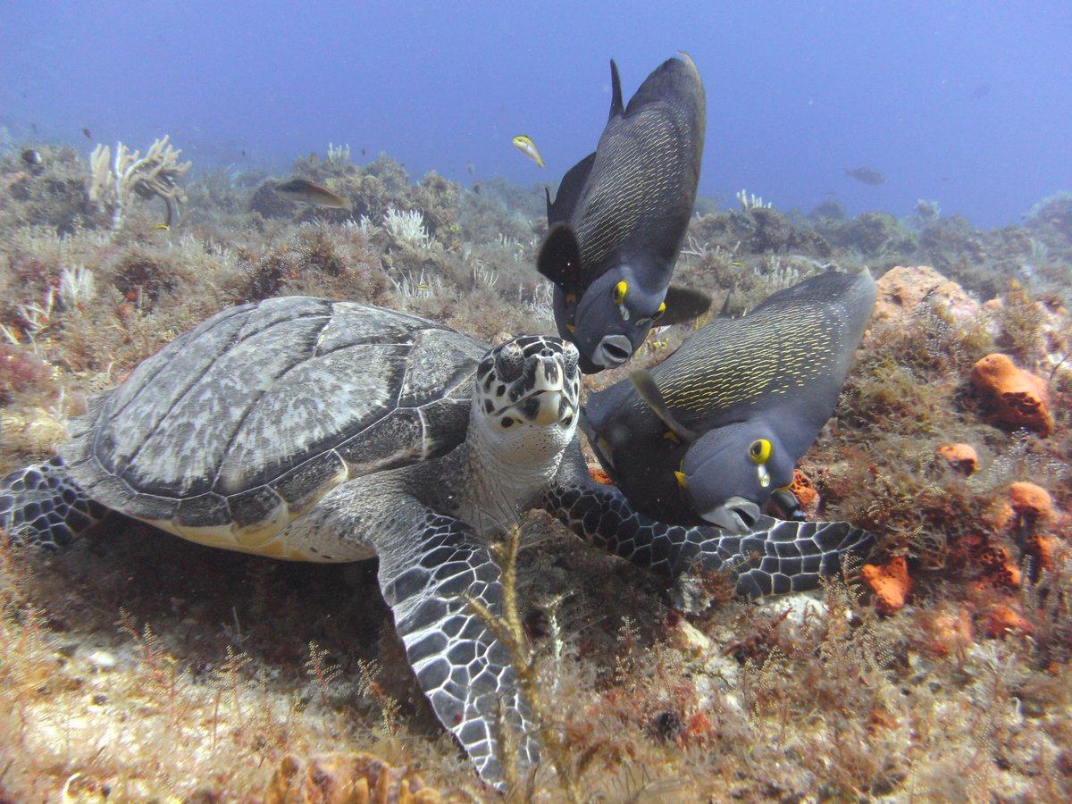 DiveParadise_Cozumel tweet media
