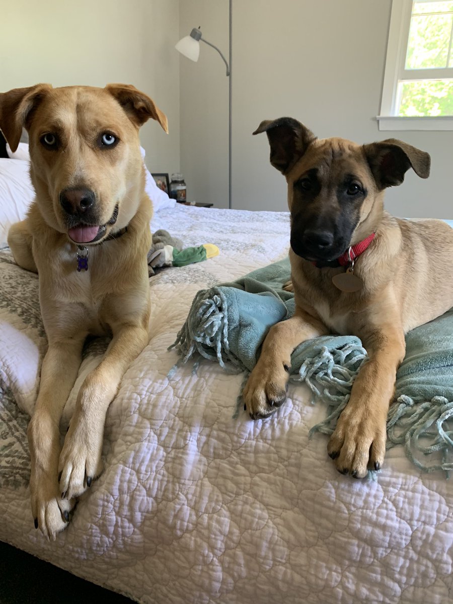 karlamakk_'s tweet photo. I am so in love with them and I feel so lucky 🐾💜 #puppylove https://t.co/0FRqLYOdyZ