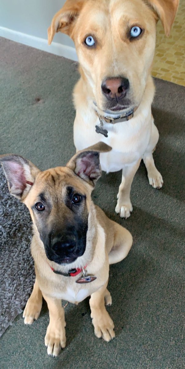 karlamakk_'s tweet photo. I am so in love with them and I feel so lucky 🐾💜 #puppylove https://t.co/0FRqLYOdyZ