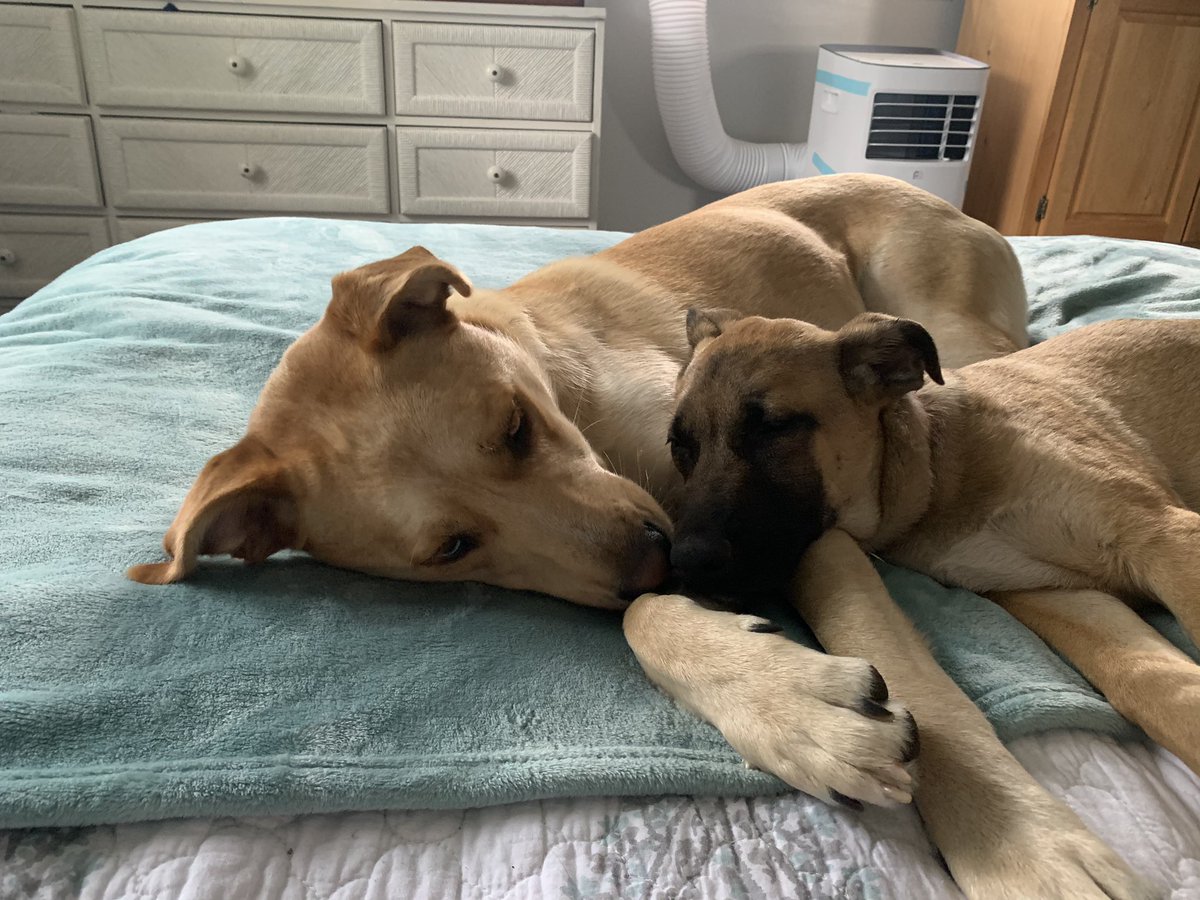 karlamakk_'s tweet photo. I am so in love with them and I feel so lucky 🐾💜 #puppylove https://t.co/0FRqLYOdyZ