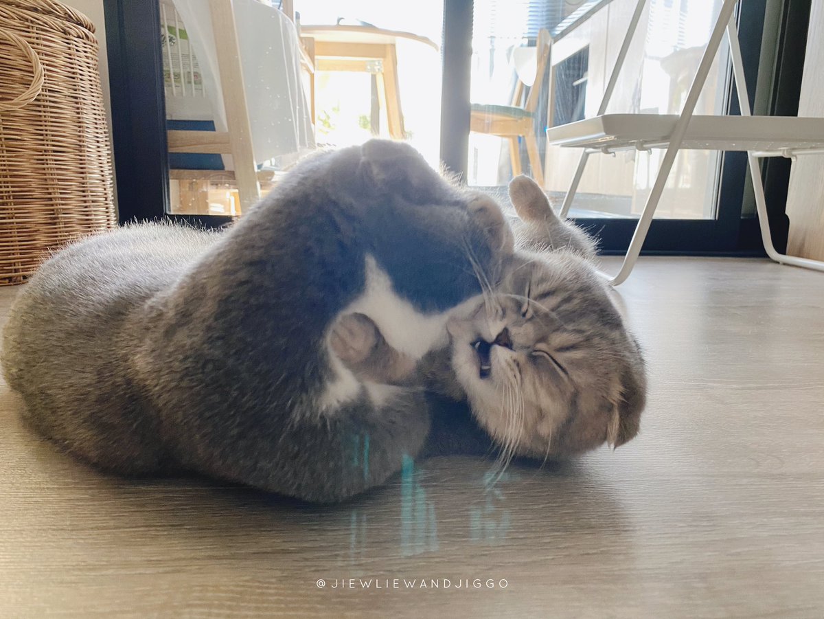 แมร้!!! พี่โก๋กัดแก้มหนู ถ่ายไว้ๆ 😊