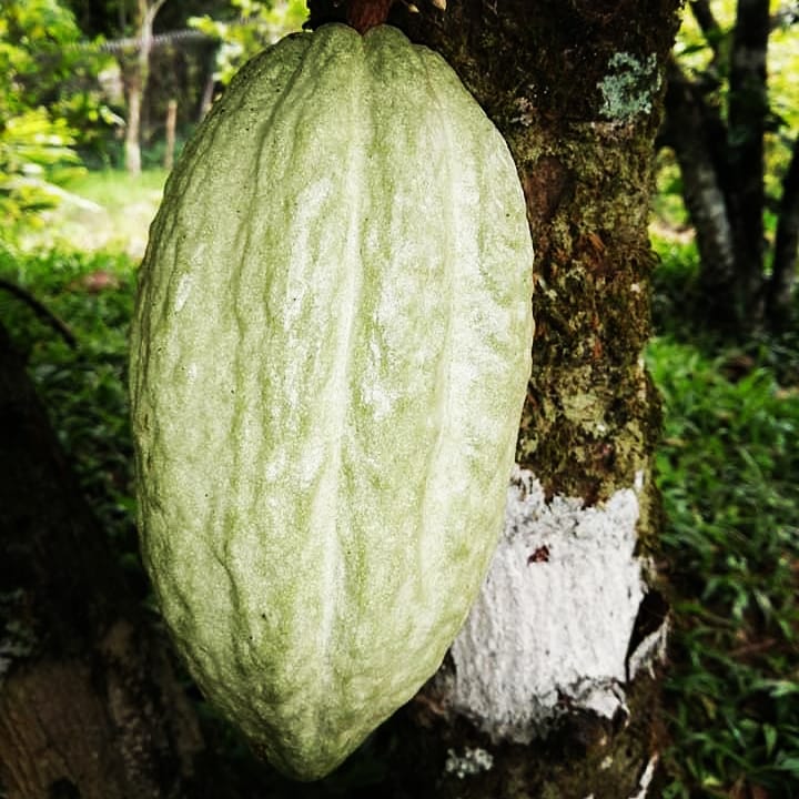 DannyCarrillo95's tweet photo. Las Familias Productoras  son quienes fundaron la civilización.
Y hoy los jóvenes sostendrán y transformarán los territorios con proyectos sustentables.👨‍🌾🇪🇨🌍 
#permatree #permatreesuperfoods #permatreecafetipikas #banana #zamora #ecuador #dannycarrillo https://t.co/LWOhO9lXXR