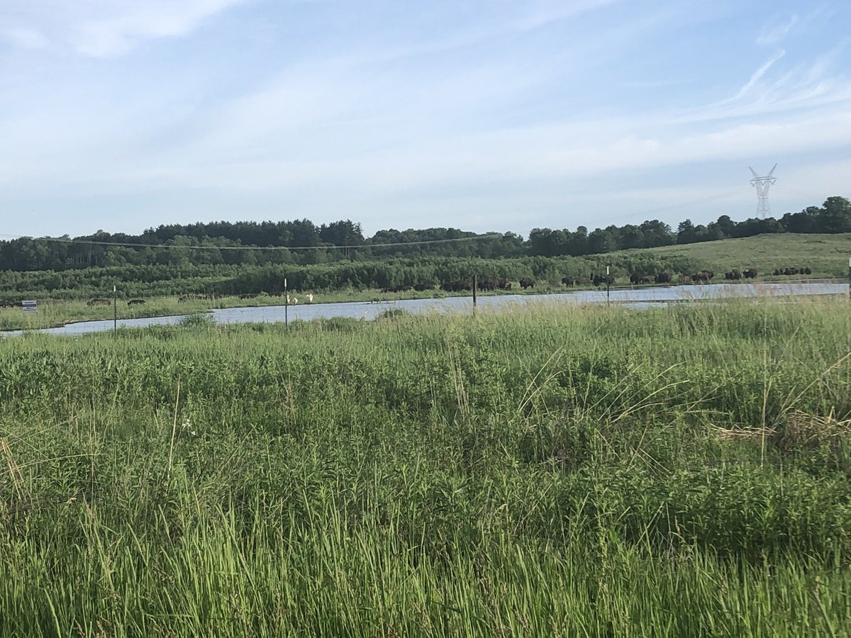 DocHPJones's tweet photo. A majestic morning @Nachusa. American pelicans and the herd w bison calves around the restored wetland.
#joneslabdoesfieldwork #prairiesmammals #pandemicfieldwork https://t.co/tT0YIsZVZj