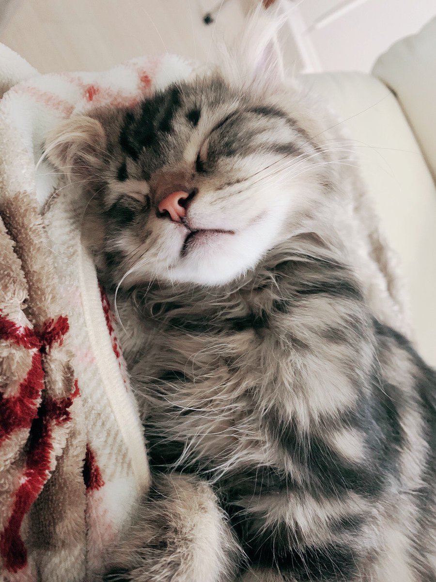 🟦KYO⬛️ tweet media