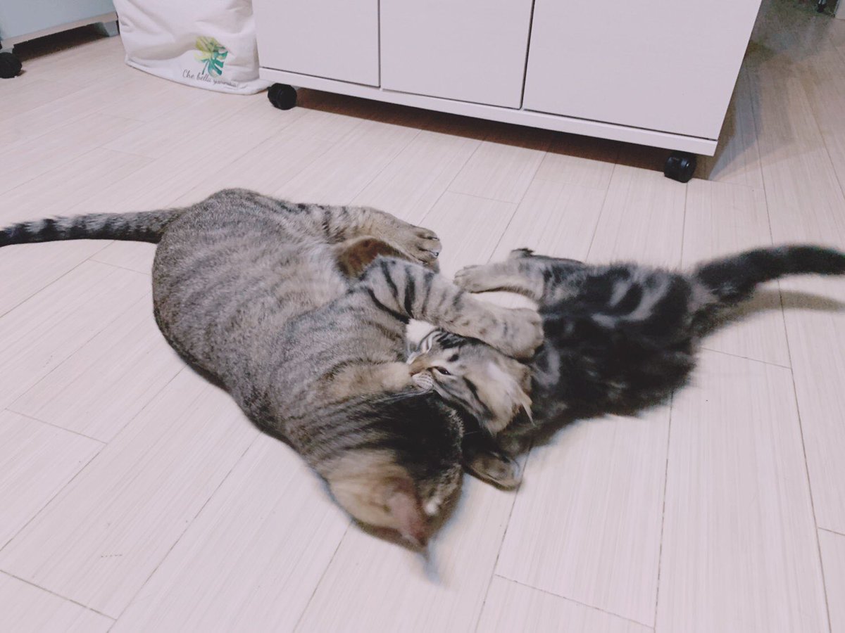 🟦KYO⬛️ tweet media