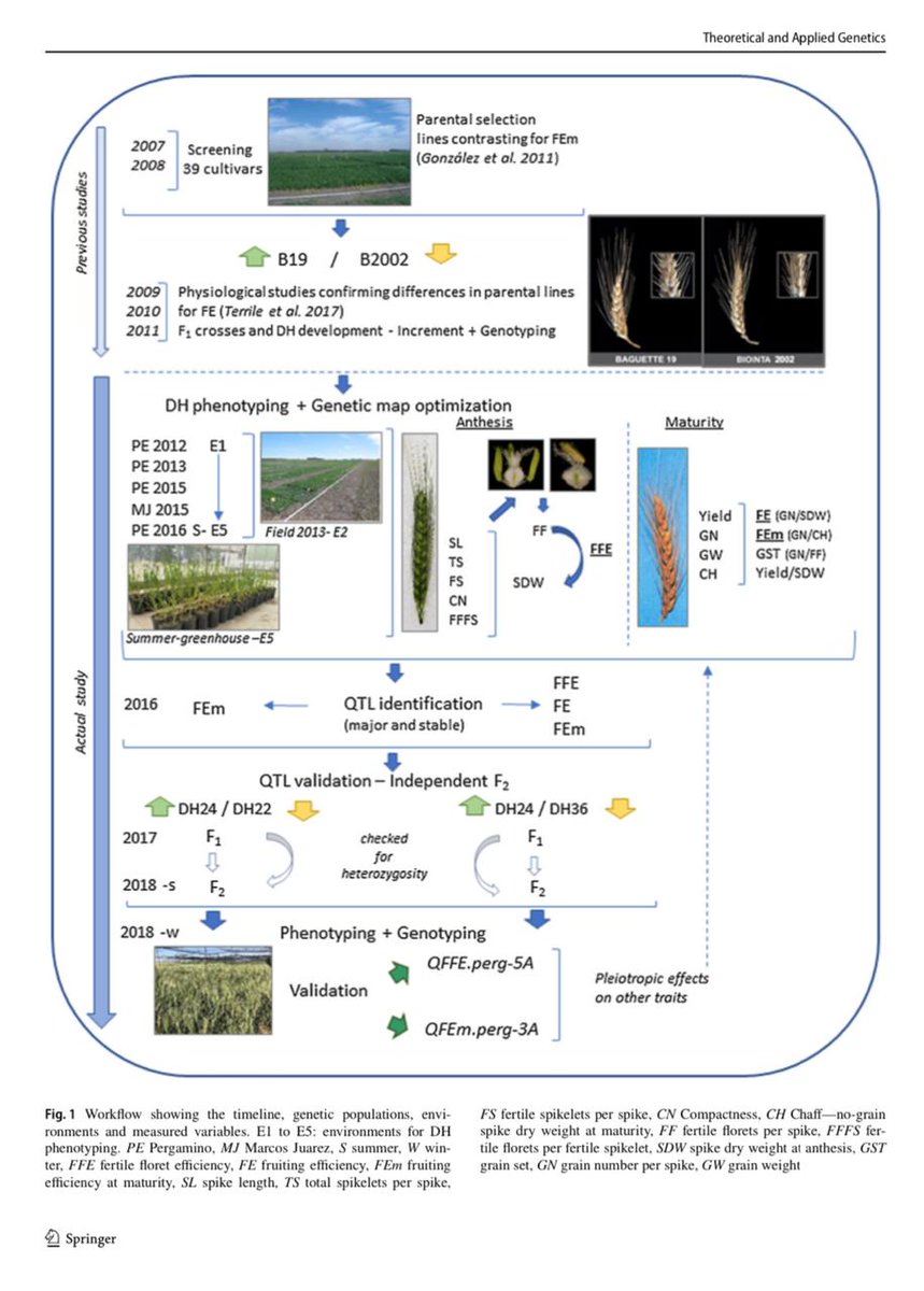 FerGGonzalez73's tweet photo. After 12 years of research, from crop physiology to genetics, I'm happy to share our last paper about fruiting efficiency in wheat, delivering KASP markers ready for use in MAS of potential yield https://t.co/JKyAKbLaOF
Congrats!
@Nicole54873352 @lsvanzetti https://t.co/Hqp8wcUUBp