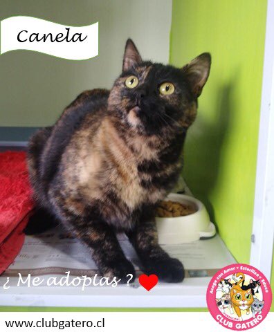 Fundación ClubGatero tweet media