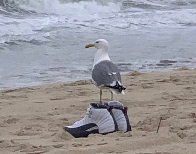 JustFreshKicks tweet media