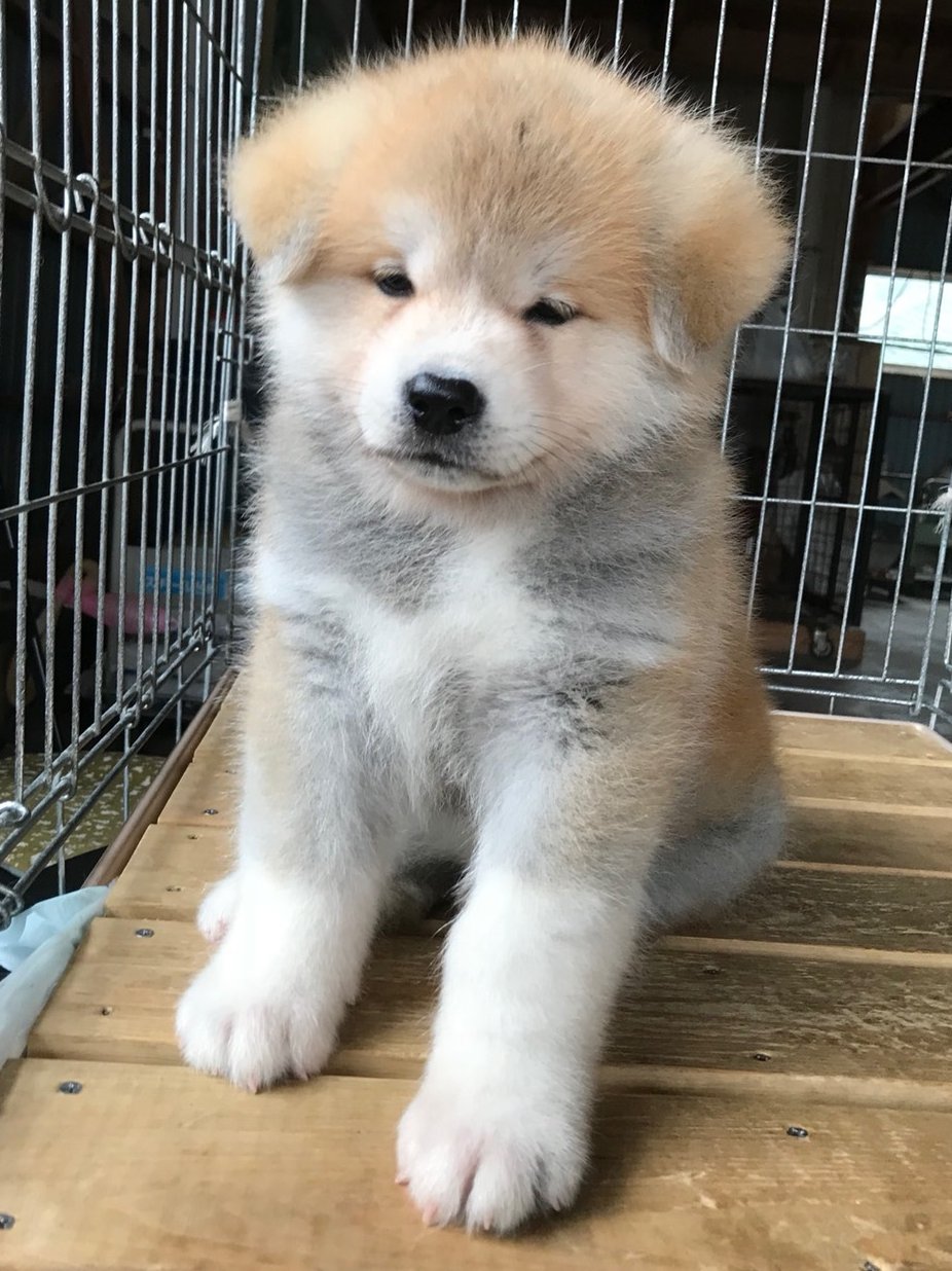 あきほ 秋田犬保存会 秋田犬会館 モンゴルに行ったマサオ幼少期 T Co We9fjsvtor Twitter