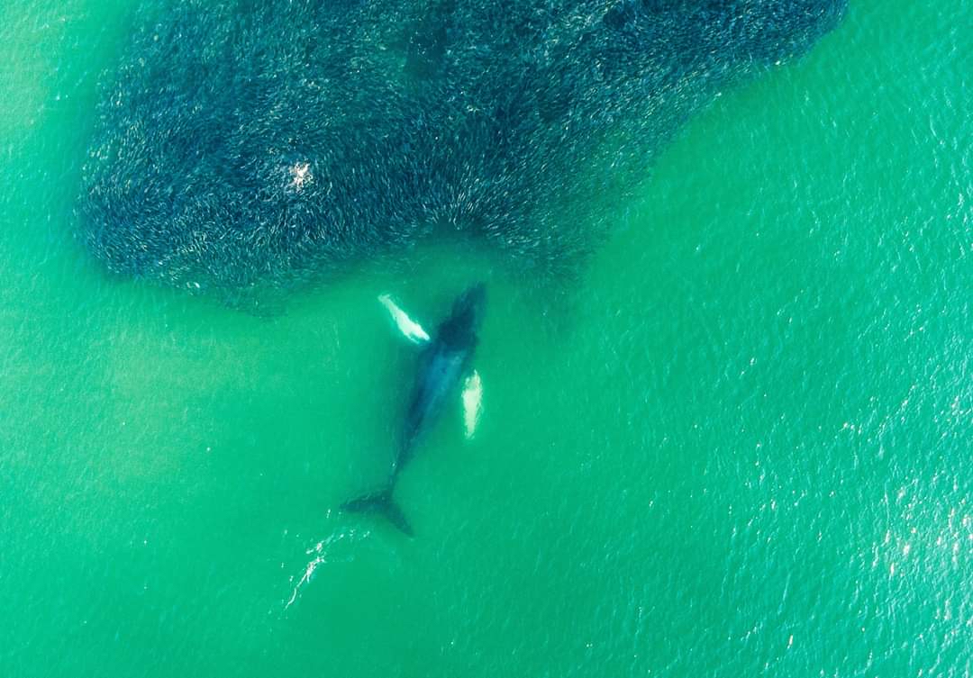 Endangered NJ tweet media