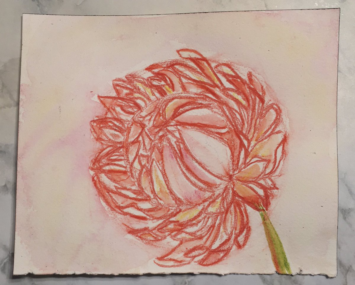 Fromage21's tweet photo. June 9 Prompt “Chrysanthemum” 6x4”watercolour pencil on Arches 140 lb paper
#DoodlewashJune2020
#WorldWatercolorGroup
#SketchbookRevival
#WomanUnleashed https://t.co/CQ0yZbAhFc