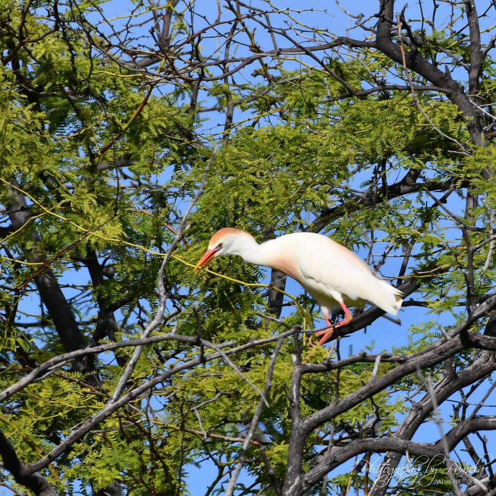 photos96743's tweet photo. "I really want this twig for my nest!! Tug, tug."
#photographybypamela808 #cattleegret #nestbuilding #twigs #buildinganest #birdsinhawaii #hawaiibirds #birdphotography #wildlife #wildlifeinhawaii #wildlifephotography #egret #whitebirds #inatree #naturephotography https://t.co/zdOoi7PEp8