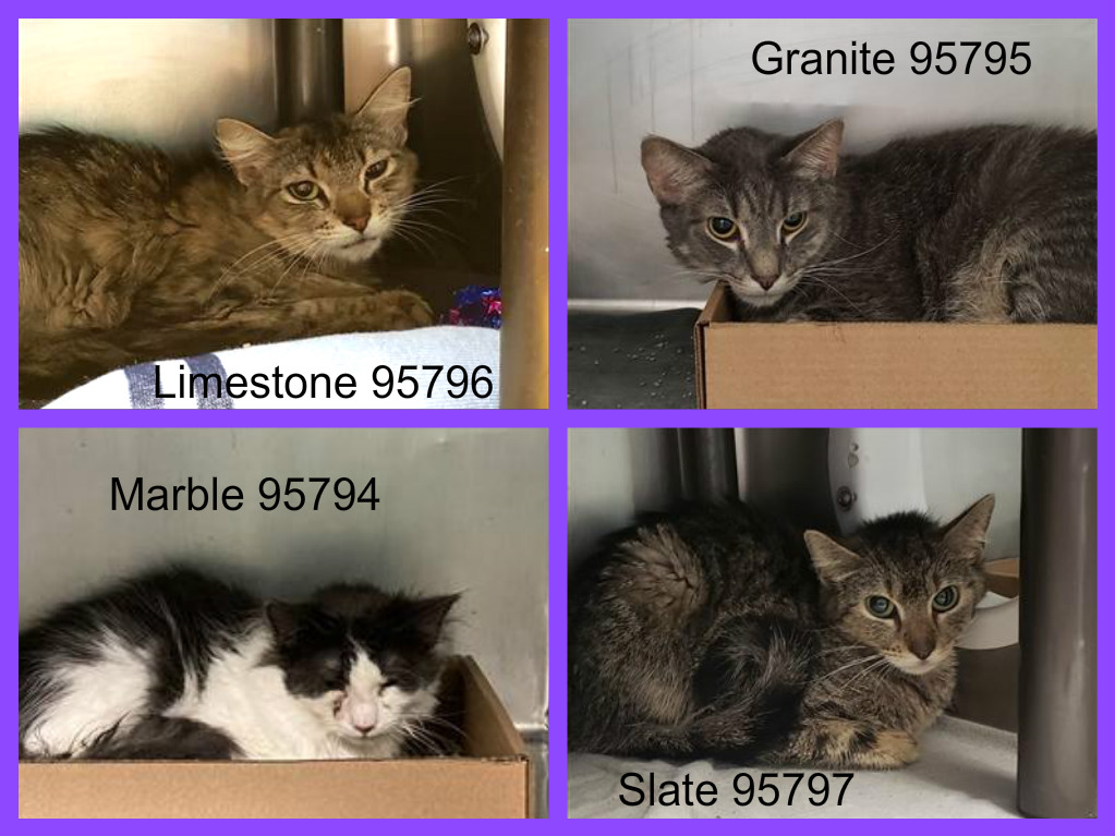 NYCDEATHROWCATS's tweet photo. These 4 kitties came from a home of 9 cats. The owner is in the hospital and can no longer care for. LIMESTONE, GRANITE, MARBLE &amp; SLATE!

Please help them today!

https://t.co/WdlVe277SW https://t.co/97NLKaJYYR