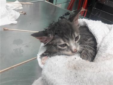 NYCDEATHROWCATS's tweet photo. 6-Week Old Adorable Gray Tabby Kitten - LUKE at BACC!

https://t.co/o8RpMxf03u https://t.co/jApEWB8Kp5