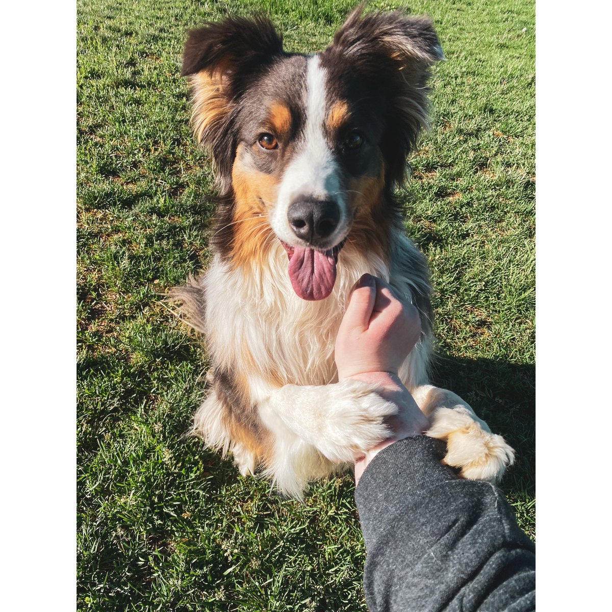 just_georgia3's tweet photo. Haven’t posted in awhile but here is my dog hugging my arm. https://t.co/tNnjAMmjK9