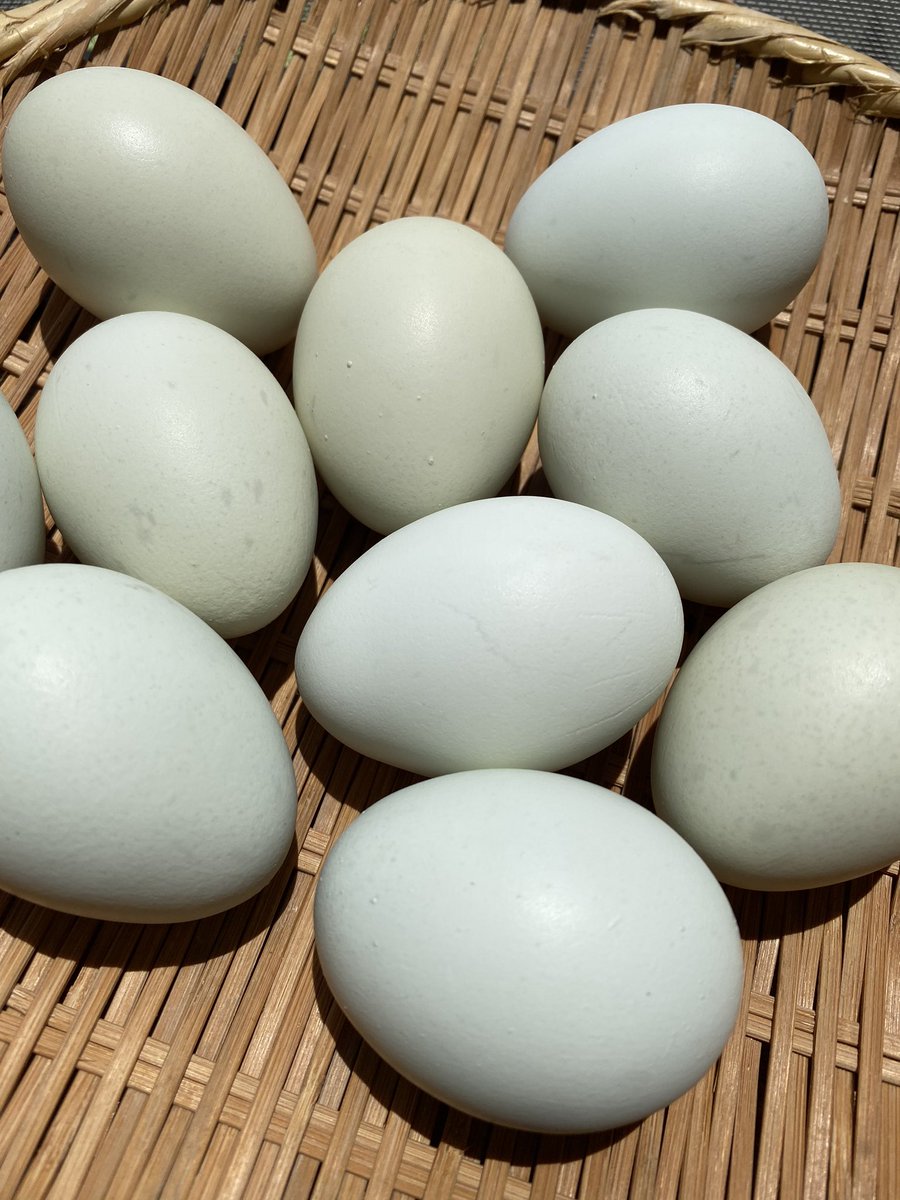 乃南アサ Twitter પર うっすら水色の卵をいただいた 碧の真珠 っていうんだって ので 今日のお昼は卵かけご飯