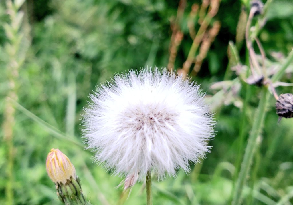 多摩 むし ノシゲの綿毛です キク科ノシゲ属 越年草 ヨーロッパ原産 帰化植物 日本各地に分布 他に世界各地に 別名ハルノノシゲ ケシアザミ 和名にケシが付くがケシ ケシ科 と葉が似ているだけで分類上は全く別系統 タンポポの綿毛も良いけど