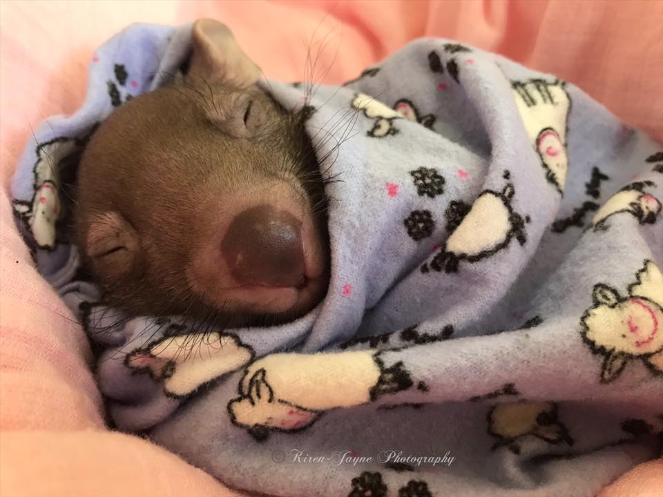 CSIRO's tweet photo. Me when the temperature dips below 15 degrees. ❄️

This #WombatWednesday, we're introducing you to Baby Brittany out at Orphan Wombat Rescue. If only we looked that cute in our blanket burritos!

📸: Orphan Wombat Rescue (FB)⠀ https://t.co/IE8w9s8JA4