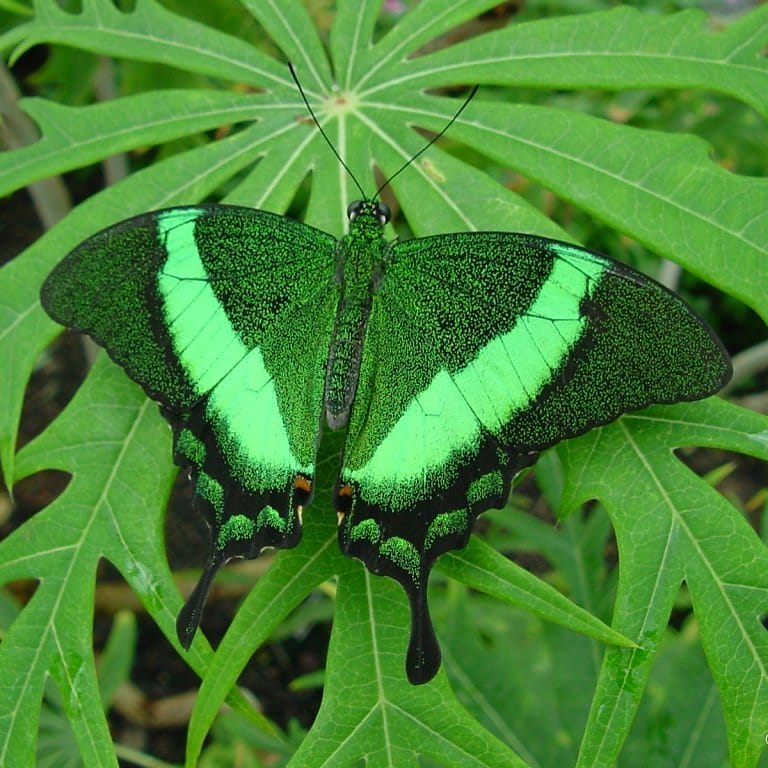TheTreeconomy's tweet photo. 🌲🦋#Forests and #trees provide ecosystem services. Trees provide soil and water conservation, facilitate carbon sequestration, improve #biodiversity and increase the number of pollinators and natural pest predators,… https://t.co/2bJLtzXwS0 https://t.co/KAJqa36qTY