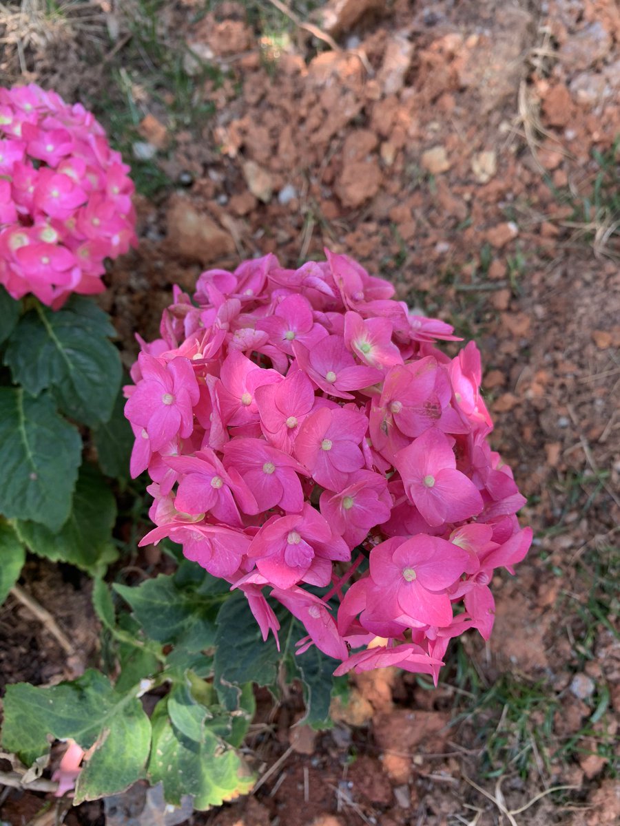 NataniaBarron's tweet photo. Been a while since I shared a #rageflower. Here’s a bright pink hydrangea. 🧡💜🔥 https://t.co/XnMP8GsBzK
