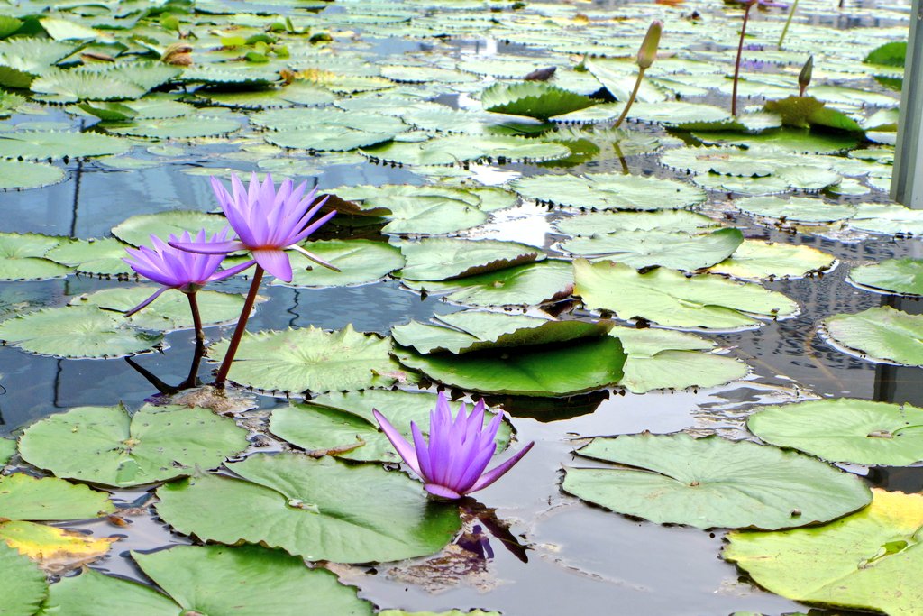 koyajix73's tweet image. 最終日もまずはお散歩🚶‍♂️🚶‍♂️🚶‍♂️🚶‍♂️🚶‍♂️
#2ya
.