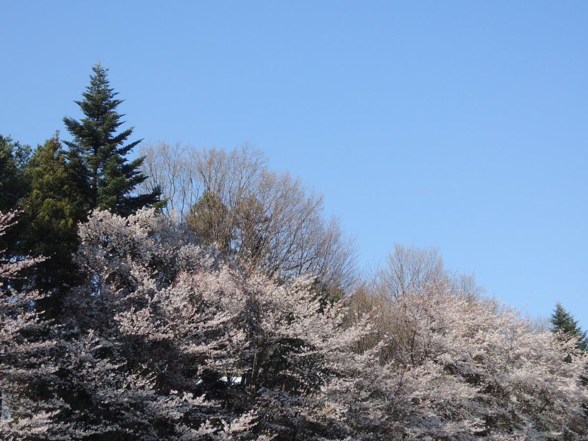 spcd65b9's tweet image. 我がまをす
　　春のことぶれ　聽きたまへ

けふのあしたより後、
この国の文學
いよゝ盛りにおこり、
この国の歌
いよゝ弘くゆきとほらむ

＃折口信夫
＃春のことぶれ